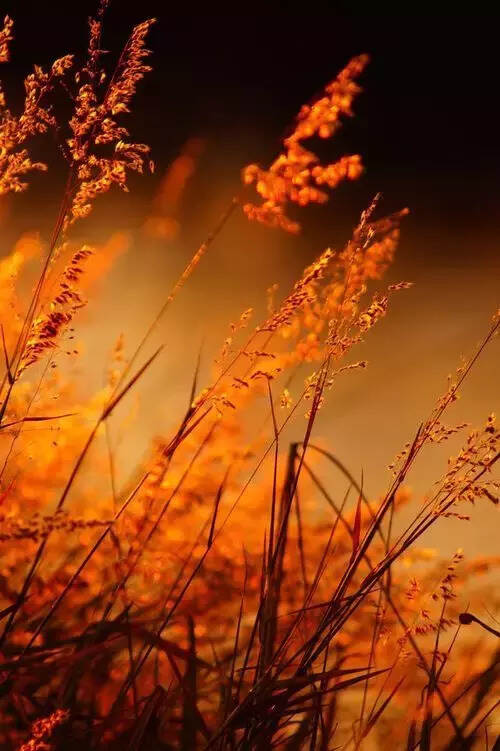 秋草，陌上最美的风景