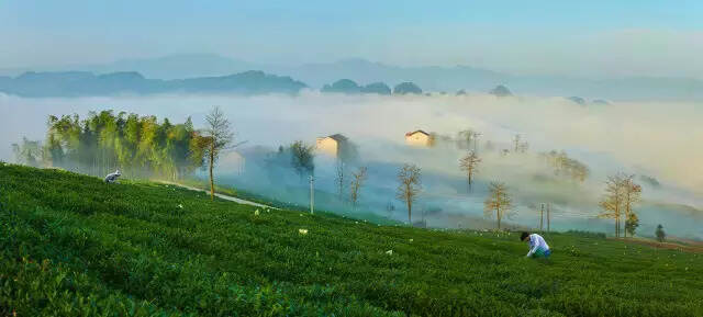 新昌模式：中国茶业可持续发展的典范