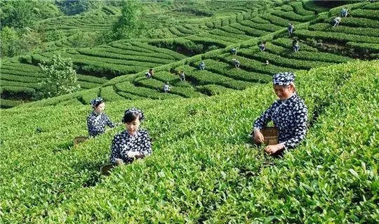 川茶省级区域品牌“天府龙芽”入围国家地标农产品