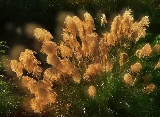 秋草，陌上最美的风景