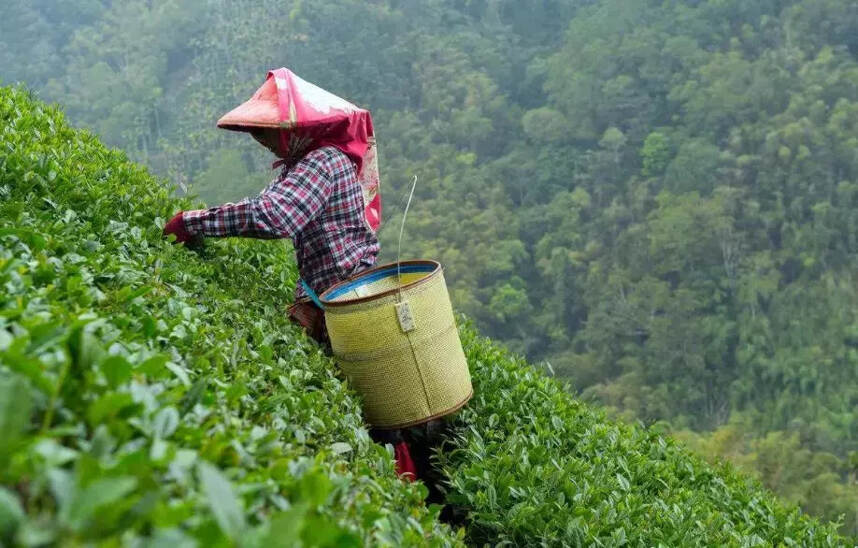 劳动节｜向茶行业的劳动者致敬
