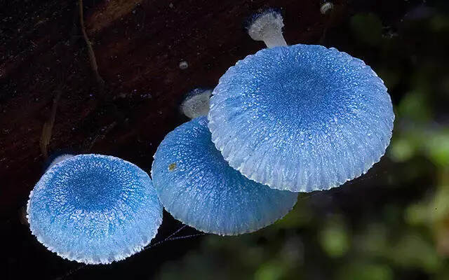 绝美微距摄影：蘑菇世界