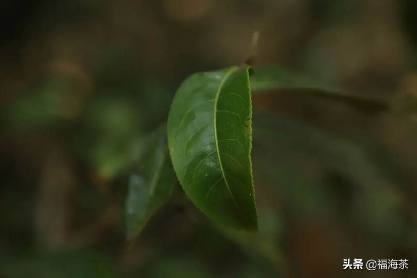 福海讲堂 | 这里有最适合茶树生长的环境