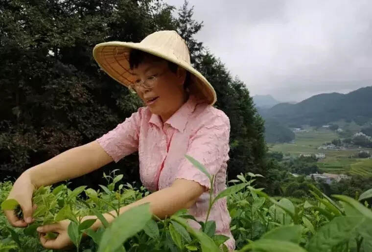 醒世茶业董事长陈蓉被评为中国产茶区（四川）十佳匠心茶人