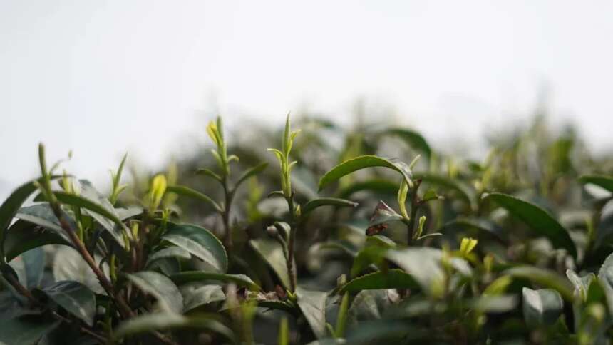 蒙顶黄芽：老川茶的温润时光