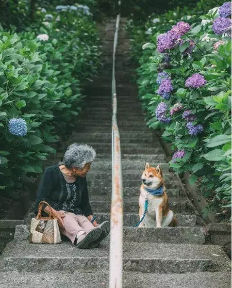 樱花树下85岁奶奶和柴犬一张照片，奶奶，陪你拍遍最美的花海！