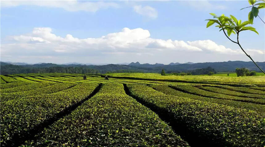 湄潭县荣获2018中国茶业品牌影响力全国十强县（市）