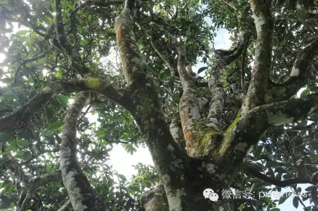 云南省推出最严规划最硬执法最实举措 全力保护古茶山古茶树资源