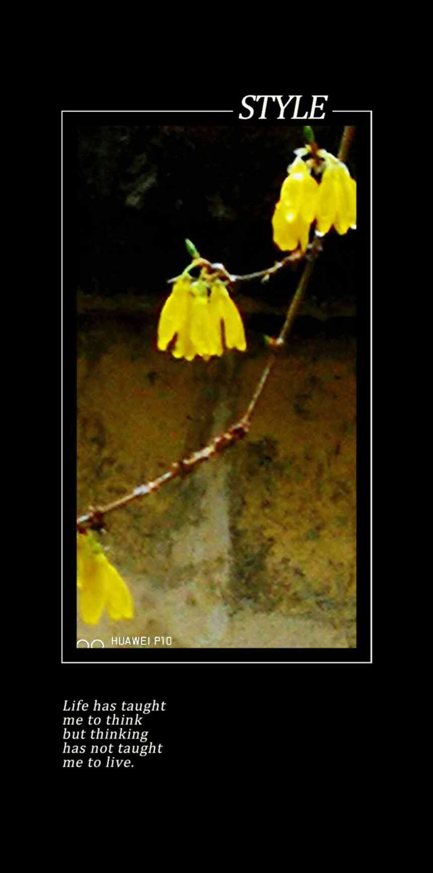 黄绶带，来自春天的荣耀