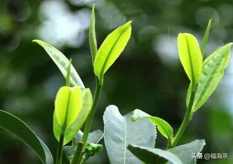 大郭说茶丨36.春茶的采摘季节