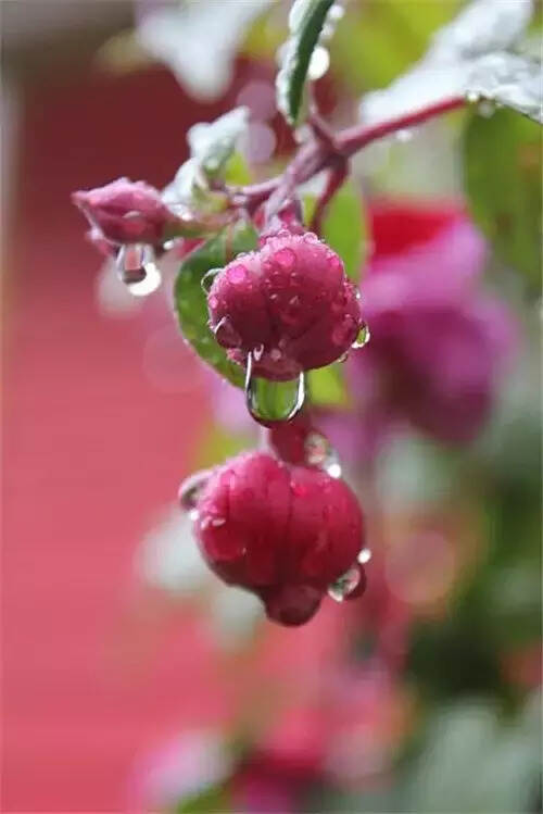 雨后的花儿美到爆，美的不要不要的！