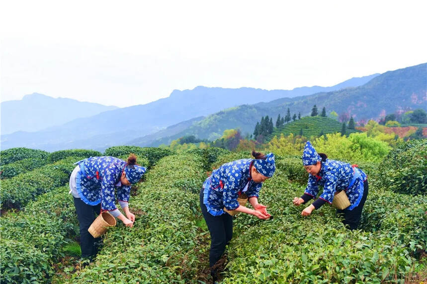 第十六届蒙顶山茶文化旅游节隆重启幕！