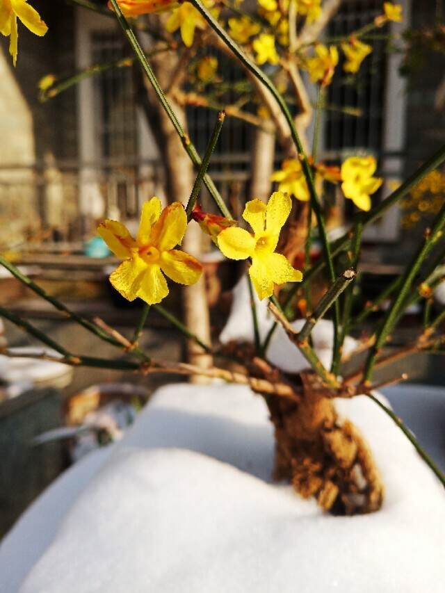 风雪中的迎春花
