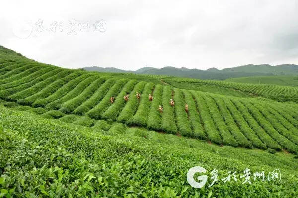 不忘初心 牢记使命 黔南州做大茶产业 做强茶品牌