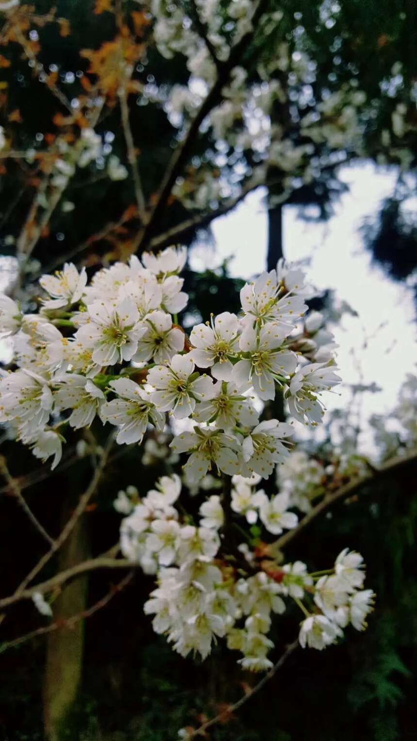 烟花三月——来蒙顶山踏青，品茶，赏春