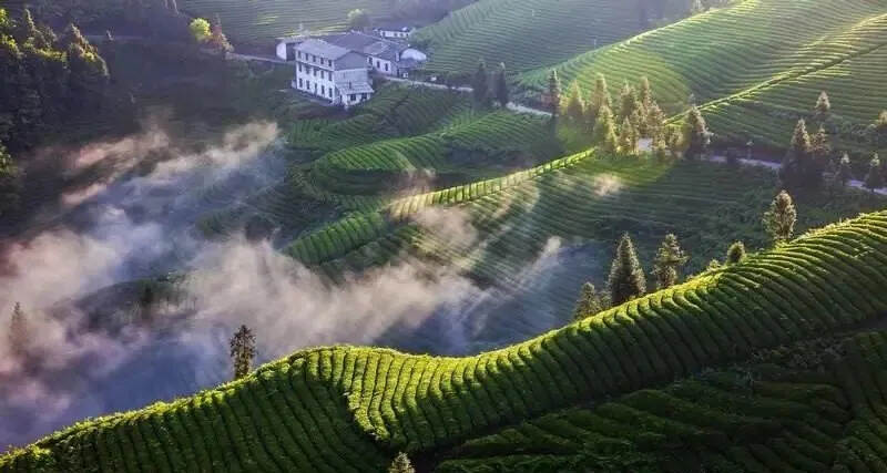 湖北省促进茶产业发展条例（送审稿）立法调研座谈会在武汉召开