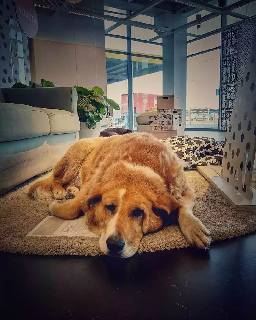 逛宜家时，看到有流浪狗睡在地毯上，而店员的说法真的超暖！