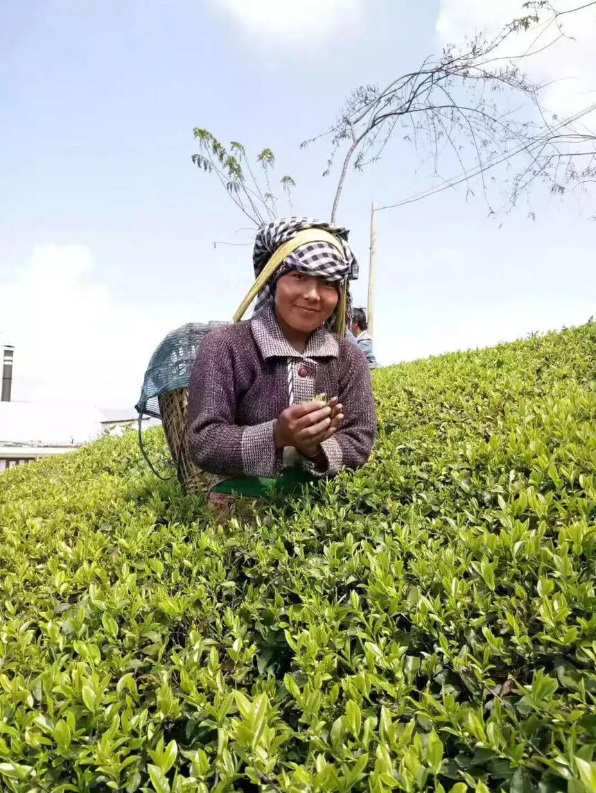 “世界奇茶品鉴”系列报道之一——尼泊尔高山茶