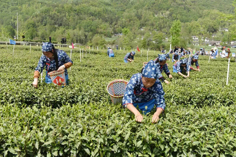 广元市首届茶产业职业技能竞赛采茶与制茶比赛在青川蒿溪举办