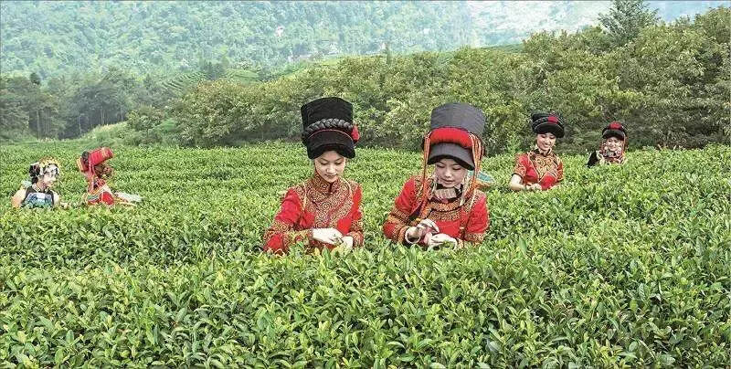 第三届峨眉山茶博会推荐的精品茶旅线路都有哪些亮点？