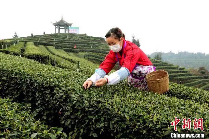 战疫情采春茶，四川各主产区积极行动延长生产、销售季