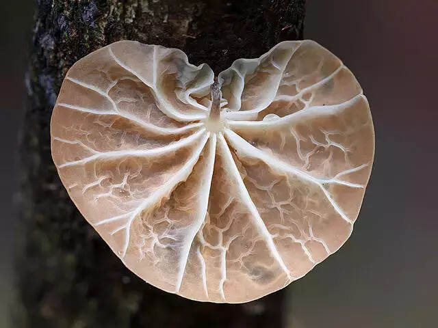 绝美微距摄影：蘑菇世界