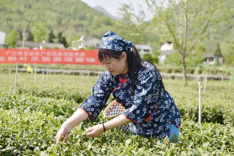 广元市首届茶产业职业技能竞赛采茶与制茶比赛在青川蒿溪举办
