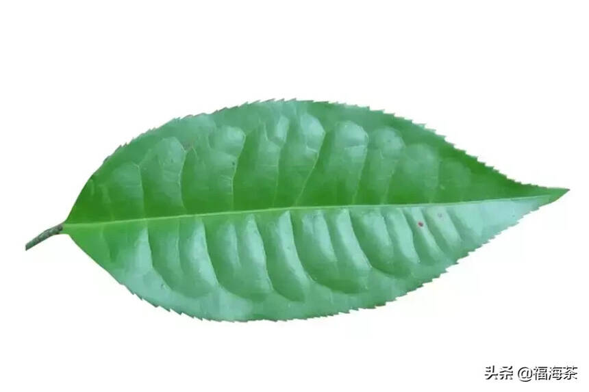 大郭说茶丨42.大叶种茶树与中小叶种茶树的区别