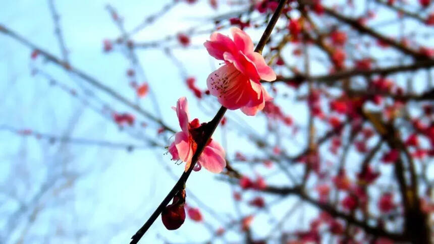 中国十大名花欣赏，一花一诗，惊艳千年！