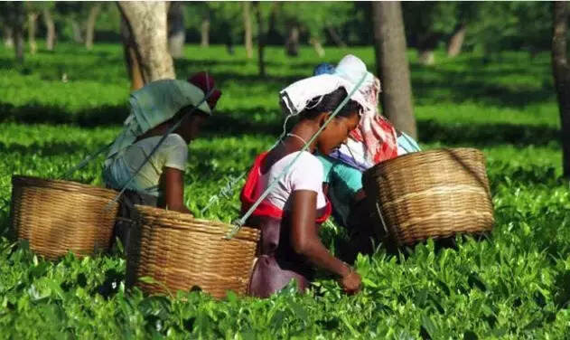 印度正向中国推销红茶 期望2020年实现3亿公斤出口目标