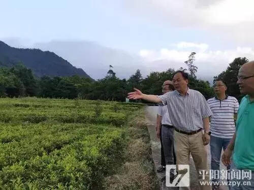 茶界“大咖”齐聚平阳 共商茶产业发展新思路
