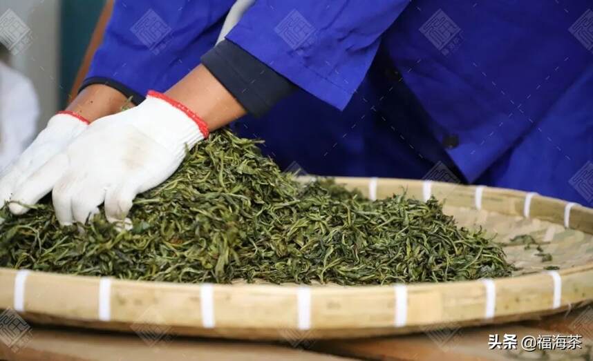 大郭说茶丨117.班章有机茶的初制工艺