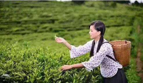 恰逢春暖茶香——安吉天子湖自驾茶之旅