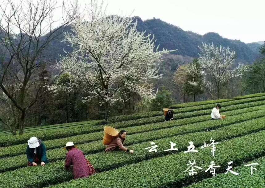 “第二届中国茶旅大会暨2019五峰茶产业扶贫对接会”