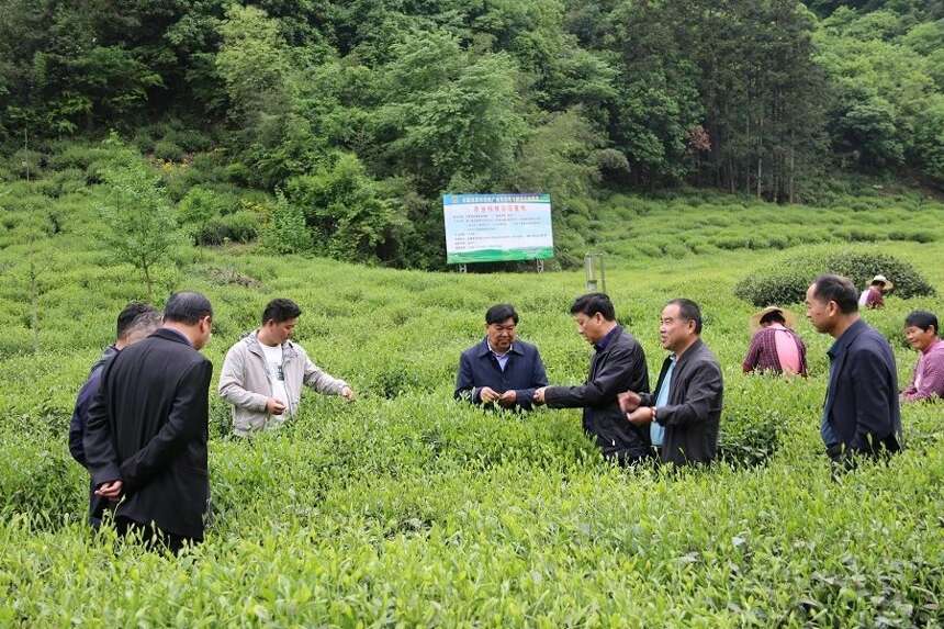 热烈祝贺合肥市茶叶行业协会 会长会议召开
