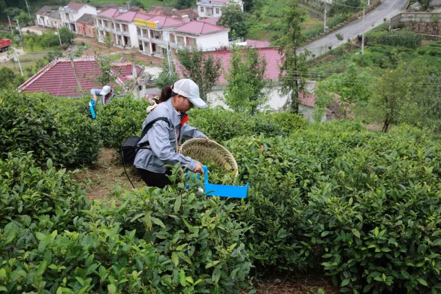 省科技厅 安农大 六安市政府合召开黄茶产业发展助推脱贫攻坚会议