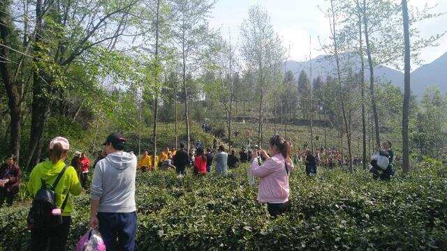第七届中国羌茶节在北川开幕