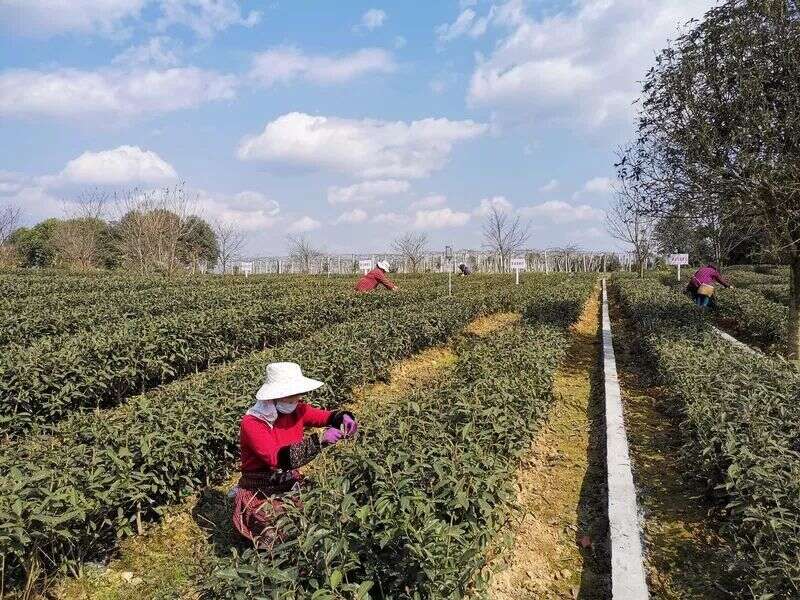 蒙顶山茶开采，2月20日新茶将大面积上市