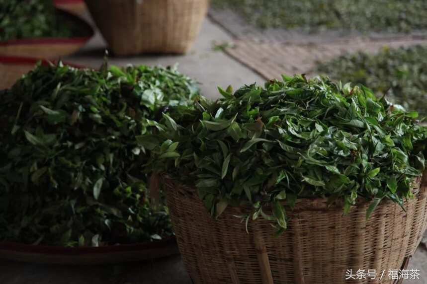 大郭说茶丨14.工艺对普洱茶品质的影响