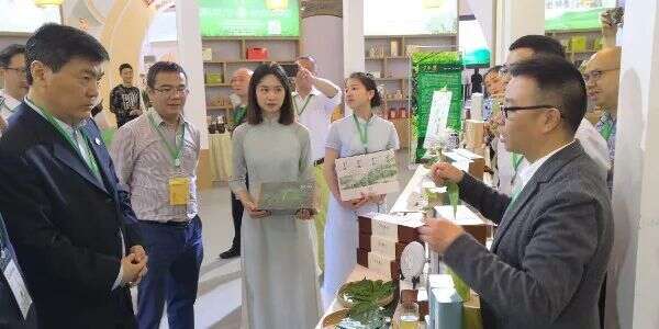 【相约茶博会】罗强市长：崇州枇杷茶是珍稀古茶，要发展好！