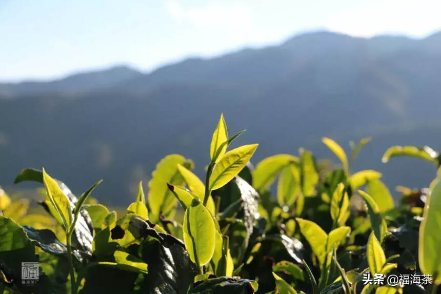 大郭说茶丨43.普洱茶茶树的分类