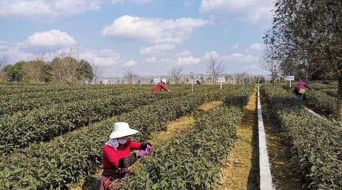 蒙顶山茶开采，2月20日新茶将大面积上市