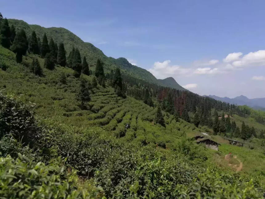 四川高山云雾，稀有有机手工红茶，川红世家蒋世祖的制茶人生