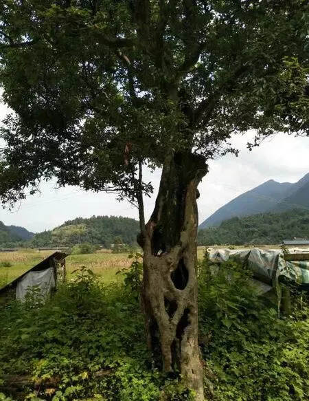 江油有一株350年树龄的老鹰茶树，栽于康熙年间