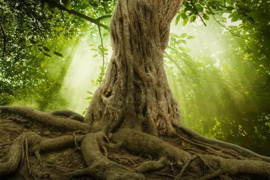 “大树理论” 故事很短，道理很深！