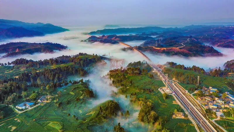 名山：云雾为伴采春茶，超多美图太惊艳