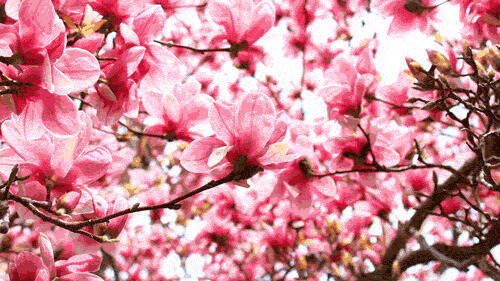 春天来啦，成都周边这几个赏花胜地，一个比一个美！