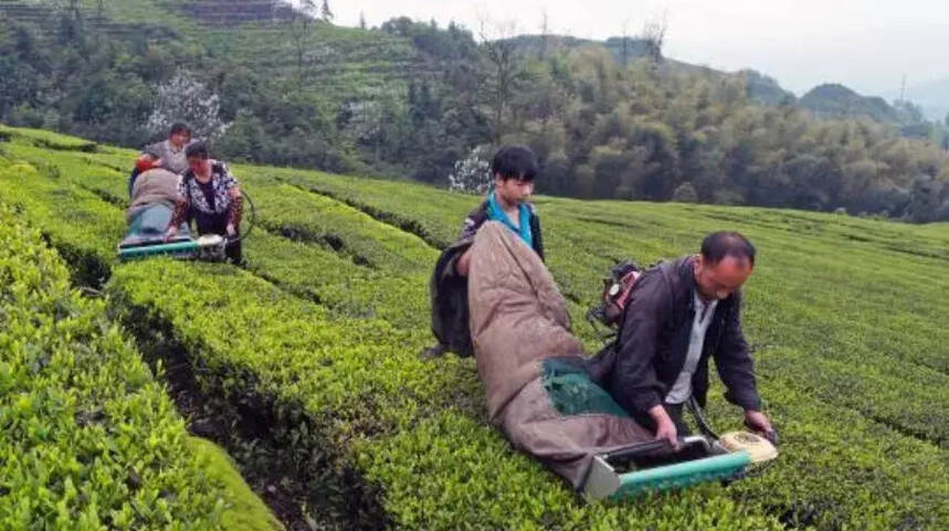 以茶富民 宜宾茶产业争做脱贫攻坚支柱产业