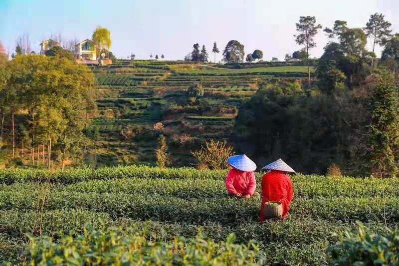“一片茶叶 乡村振兴”2021年蒙顶山茶第一背篓茶明日上市
