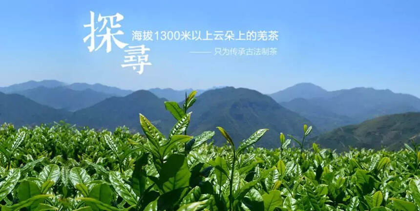 厉害！北川茶叶苔子茶品牌又要“火”了！